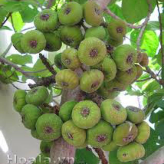 Cây shop tự trồng cây dễ trồng