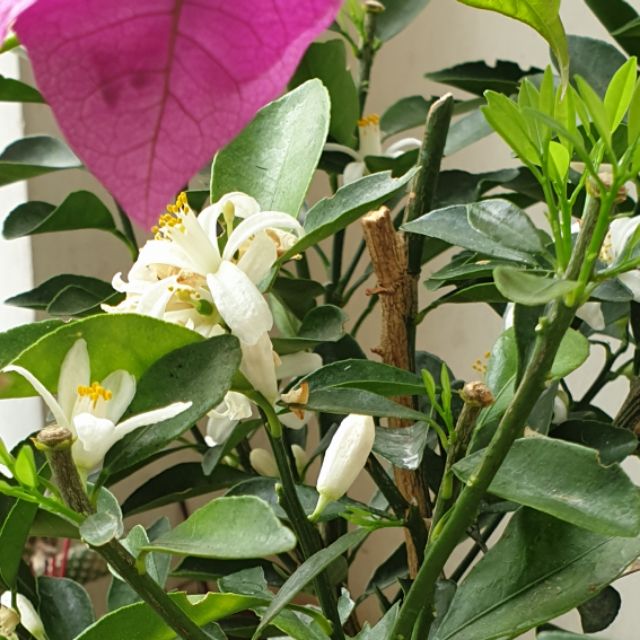 linhkiendientu37