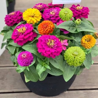 Hạt Giống Miền Bắc f1