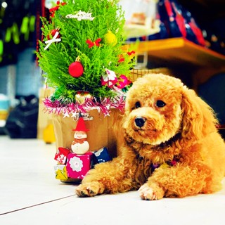 PHƯƠNG ĐÔNG PET CENTER