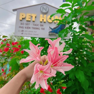 SHOP RỒNG NAM MỸ PET HOME 🏡🌈