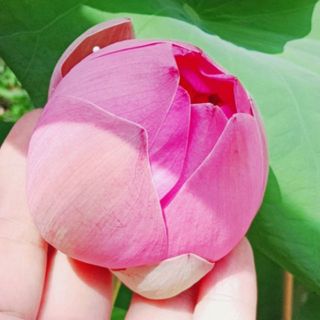 Bách Hoá Ngọc Trang