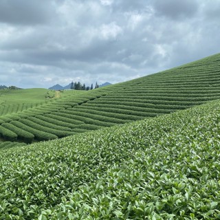 TỔNG KHO PHÂN PHỐI GIÁ SỈ 1313