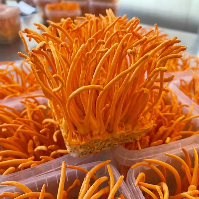 dongtrunghathaohanoi