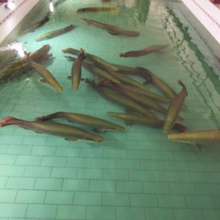 CHỢ TỔNG HỢP NB