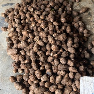 Khoai Sọ Nương Trạm Tấu