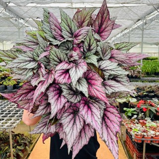 Sunny_Garden.Đà Lạt