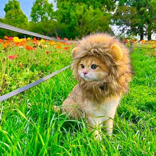 Tạp hoá Huy Chương