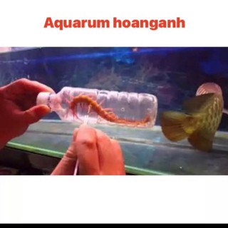 HOANGANHPHUKIENCARONG