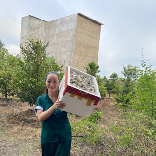 SHOP QUEENIE - TỔ YẾN NHÀ NUÔI