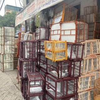 Lồng Chim Thanh Hoá 🐦