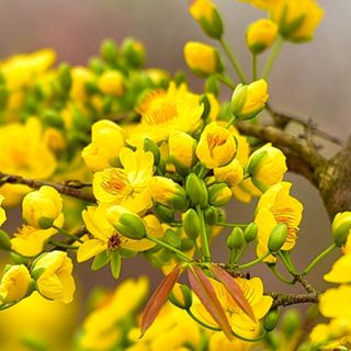 Shop sỉ & lẻ 268