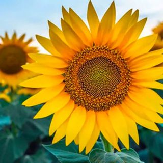 Sunflower_Bao bì số 1 Việt Nam