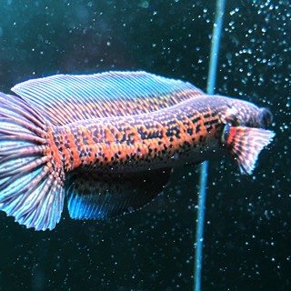 Cá Lóc Nữ Hoàng Lexus