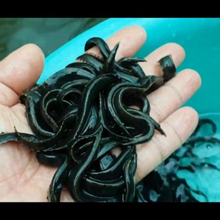 THUỐC SINH SẢN CÁ - ẾCH