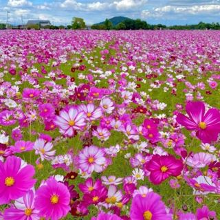 Hạt giống hương