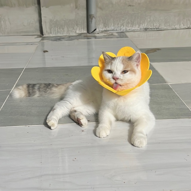 PASS MỌI THỨ TRÊN ĐỜI 🫶🏻