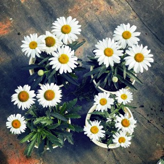 Thế Giới Rau Mầm