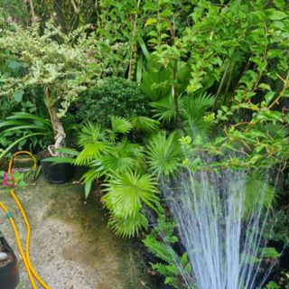 Siêu Thị Cây Cảnh