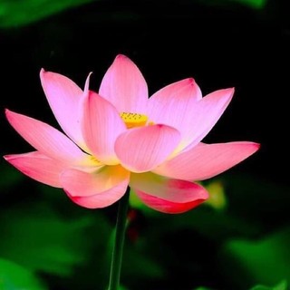 Giữ Giới