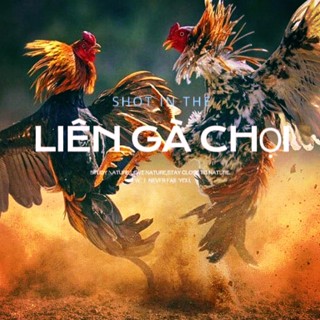 Liên gà chọi