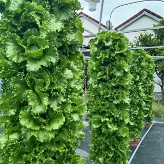 Dinh dưỡng khí canh thủy canh