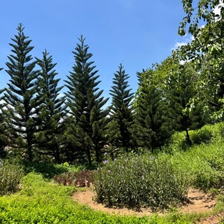 caophuongqui