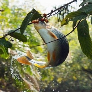 Lưới Vũ Thoảng VH 🐠🐬