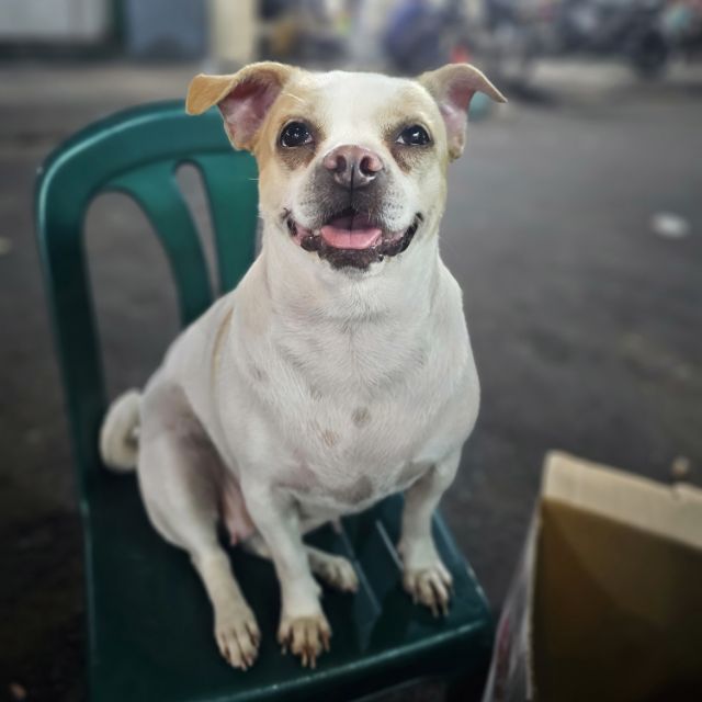 ĐỒ DÙNG GIÁ SỈ HIPPO SHOP 