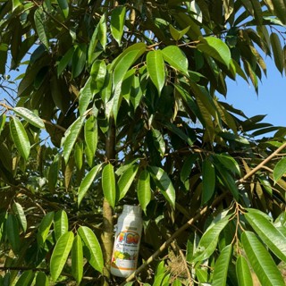 VTNN Bảo Ngọc 2