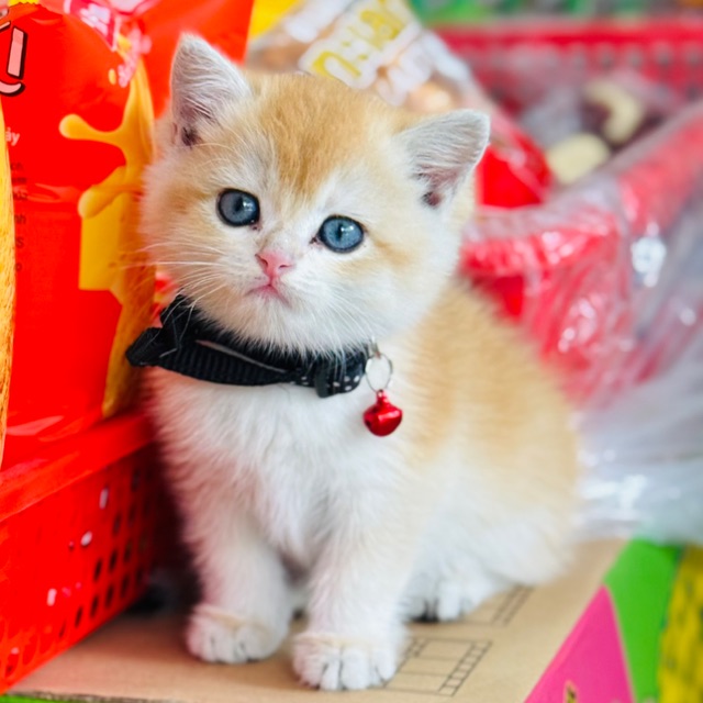 Tuyết Tuyết Order Quảng Châu