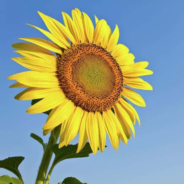 97f1fln_p1