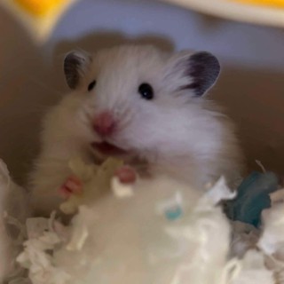 Tạp Hoá Thú Cưng