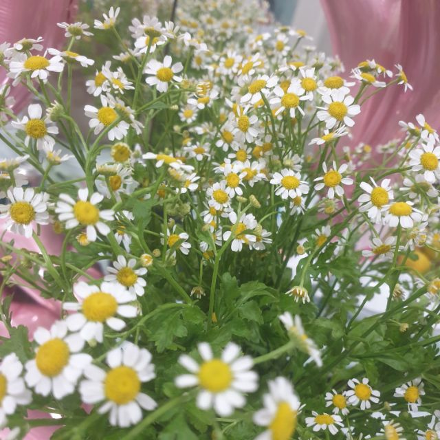 Túi xách Nguyên Anh