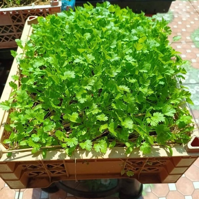 Ngọc Diệp - Anh Khoa