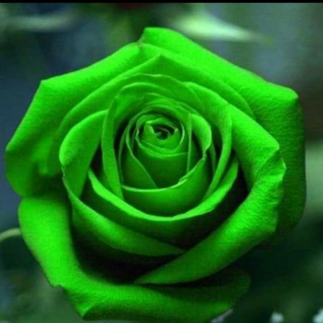 Hóa Mỹ Phẩm 242