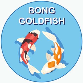 Bống goldfish