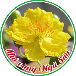 Mai Vàng Ngã Sáu