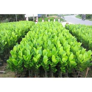 VƯỜN CÂYGIỐNG