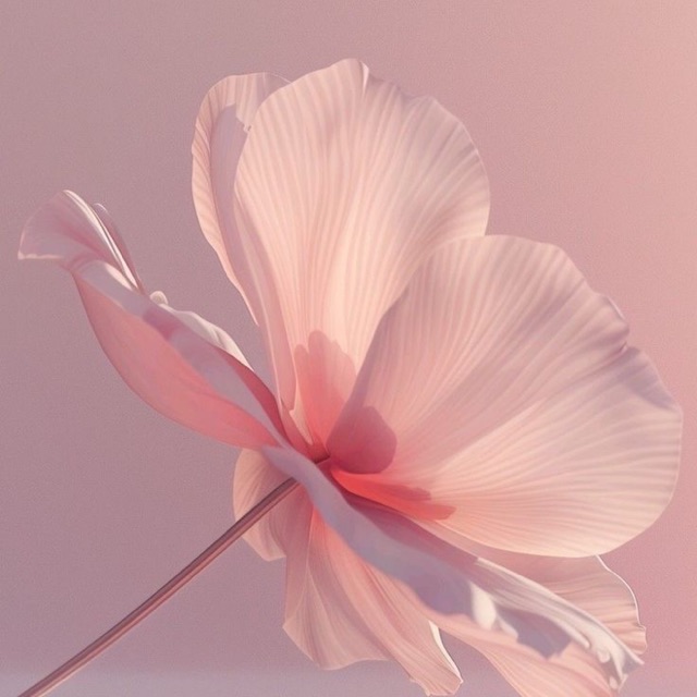 Chouchou Clothing by DNC