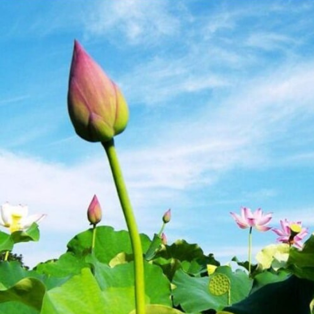 Thời trang888
