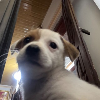 Mẹ và bé meo meo