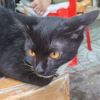 SHOP SÀI GÒN 16888