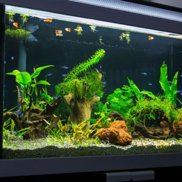 AquaFish