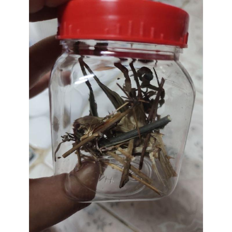 lọ 9 gai 9 loại gai tẩy uế khí xấu đem lại phong thủy may mắn