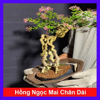  Chậu Cây hồng ngọc mai bonsai chân dài  size lớn 4 năm tuổi  chậu cây cảnh bonsai để bàn 
