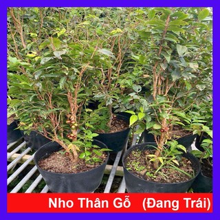 Chậu Cây nho thân gỗ tứ quý đang trái (cây 5 năm tuổi cao 100-150cm) chậu cây ăn quả trồng sân vườn