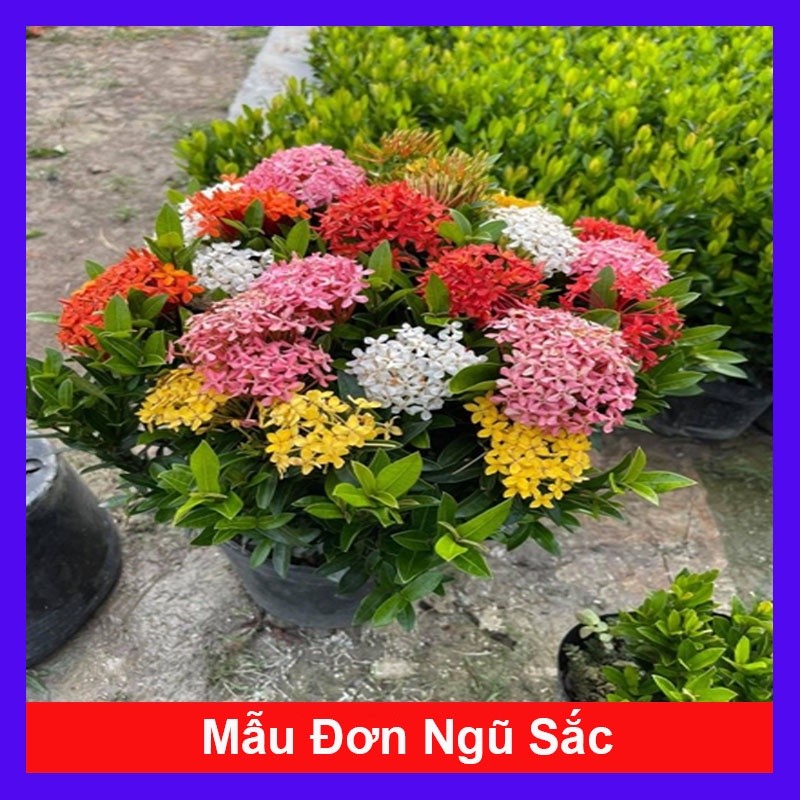 Chậu mẫu đơn ngũ sắc - cây cảnh để bàn - hoa cây cảnh