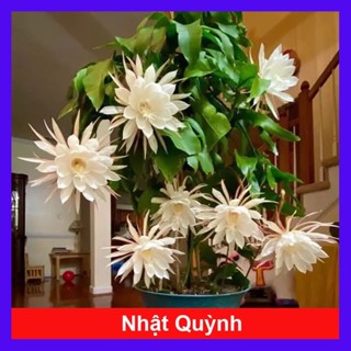 Chậu HOA NHẬT QUỲNH (BÔNG SIÊU TO) - Hoa thơm nở quanh năm - hoa cây cảnh