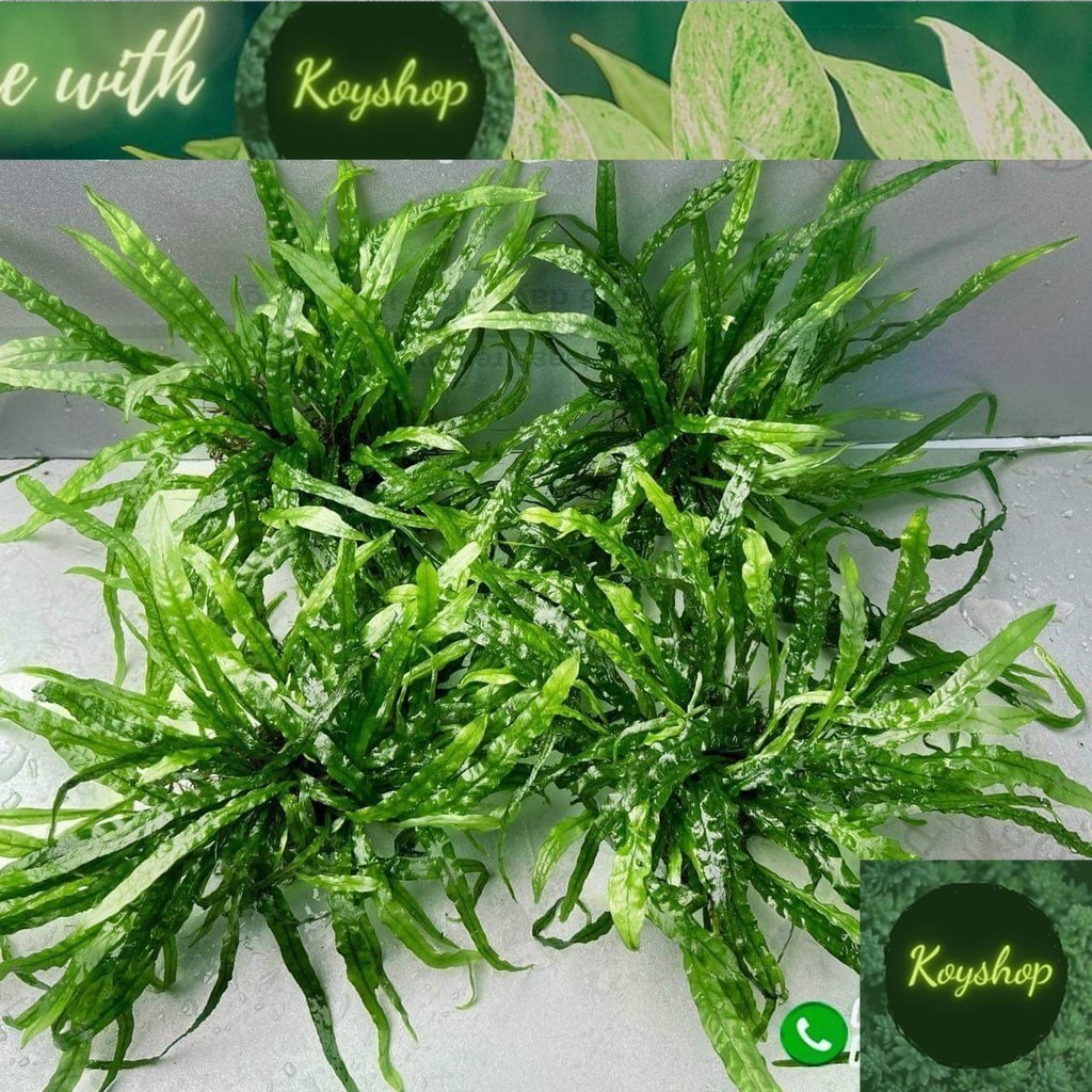 (G)Cây Thủy Sinh: Dương Xỉ rêU MINI TAIWAN - FLAME TAIWAN thuần nước 100% trang trí BỂ THỦY SINH TÉP